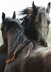 Close-up of horse