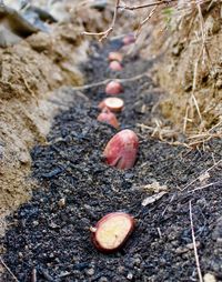 High angle view of eggs on rock