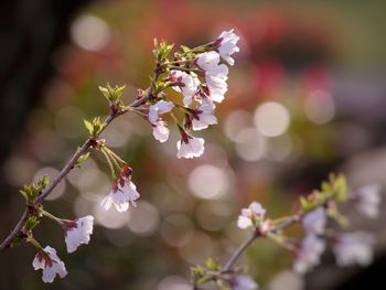 Close-up of cherry blossoms