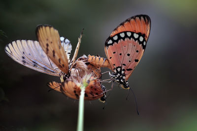 Close-up of butterfly pollinating on flower