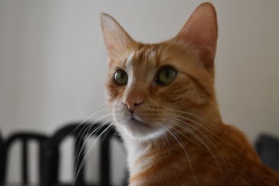 Close-up portrait of cat at home