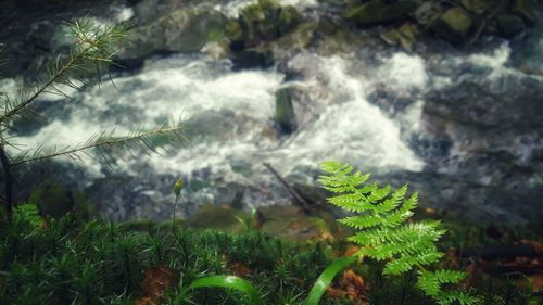 Close-up of waterfall in forest