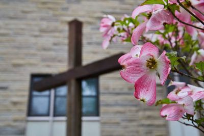 Close-up of pink flower