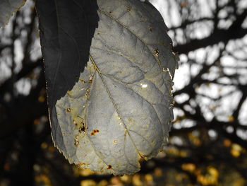 Close-up of butterfly on tree