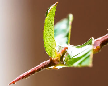 Close-up of insect on plant