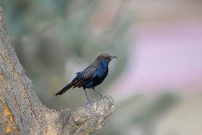 Close-up of bird perching on a rock