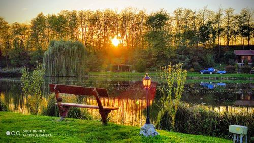 Plants and trees by lake during sunset