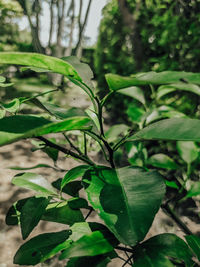 Close-up of green leaves on field