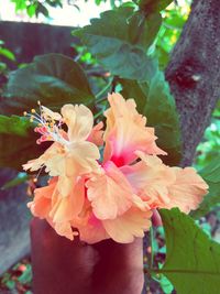 Close-up of pink flowers