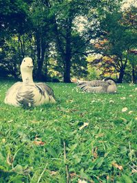 Bird on field