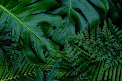 Full frame shot of fresh green leaves