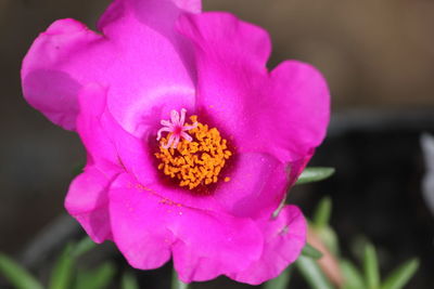 Close-up of pink rose flower