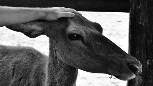 Close-up of hand feeding horse