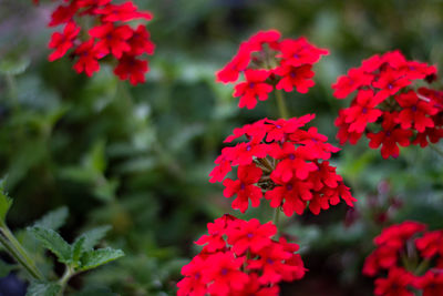 Close-up of red flowering plant in park