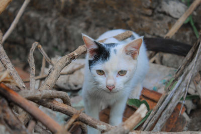 High angle portrait of cat by kitten