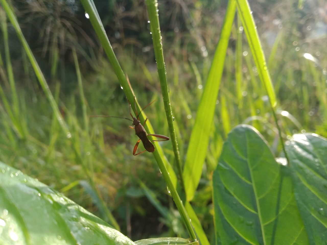 CLOSE-UP OF GRASSHOPPER ON GRASS