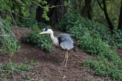 Heron in a forest