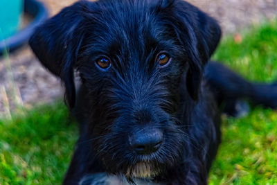 Close-up portrait of black dog