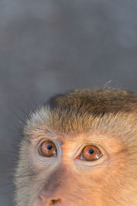 The macaque monkeys of monkey hill, phuket.