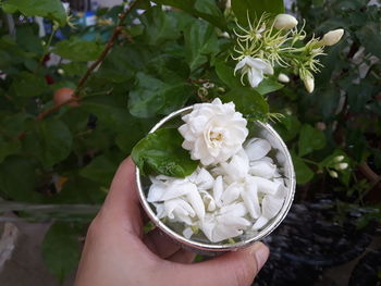 Close-up of hand holding white rose