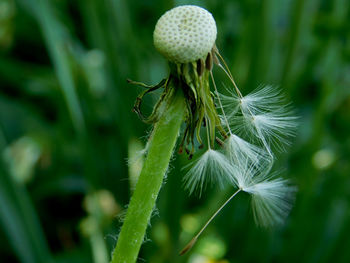 Close-up of green plant