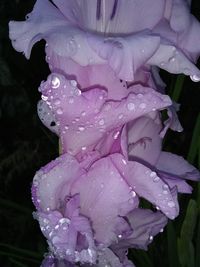 Close-up of water drops on pink rose flower