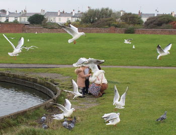 Birds on grassy field