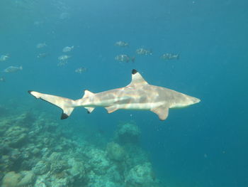 Fish swimming in sea