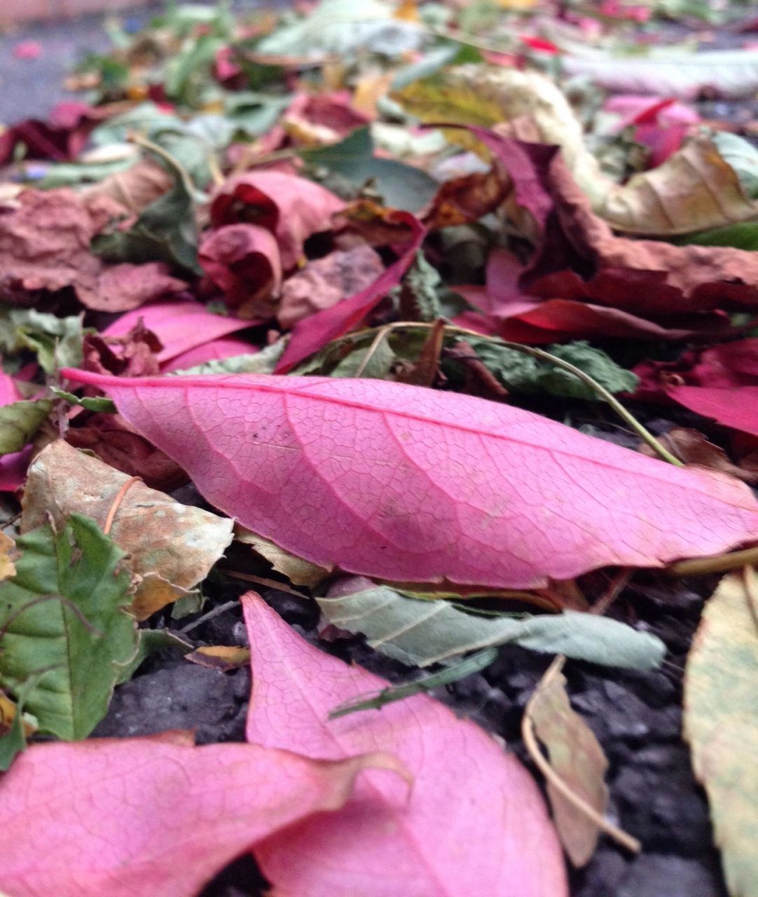 leaf, autumn, abundance, close-up, dry, pink color, change, large group of objects, fragility, season, freshness, leaves, full frame, backgrounds, fallen, high angle view, nature, selective focus, variation, no people