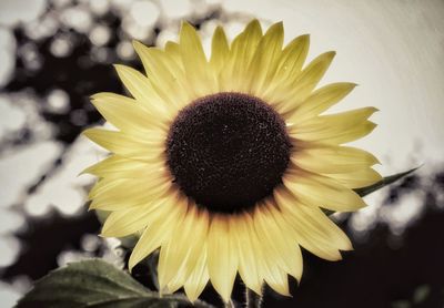 Close-up of sunflower