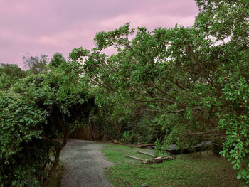 View of green plants on footpath against sky