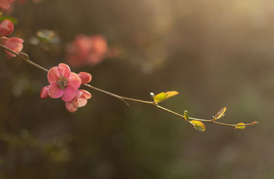 Close-up of pink flowering plant