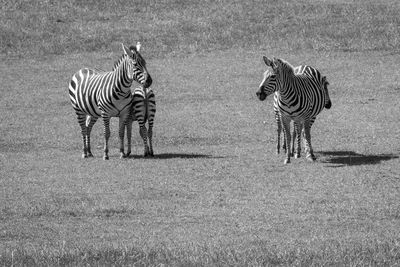 Zebra standing on field