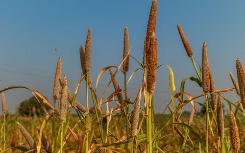 Close-up of stalks in field against clear sky