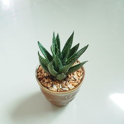 Close-up of potted plant on table