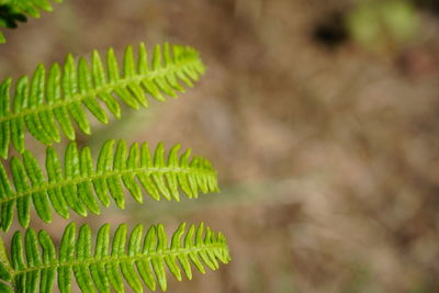 Close-up of fern leaf