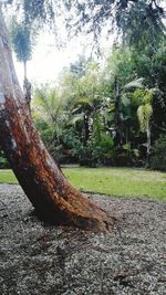 Close-up of tree trunk against sky