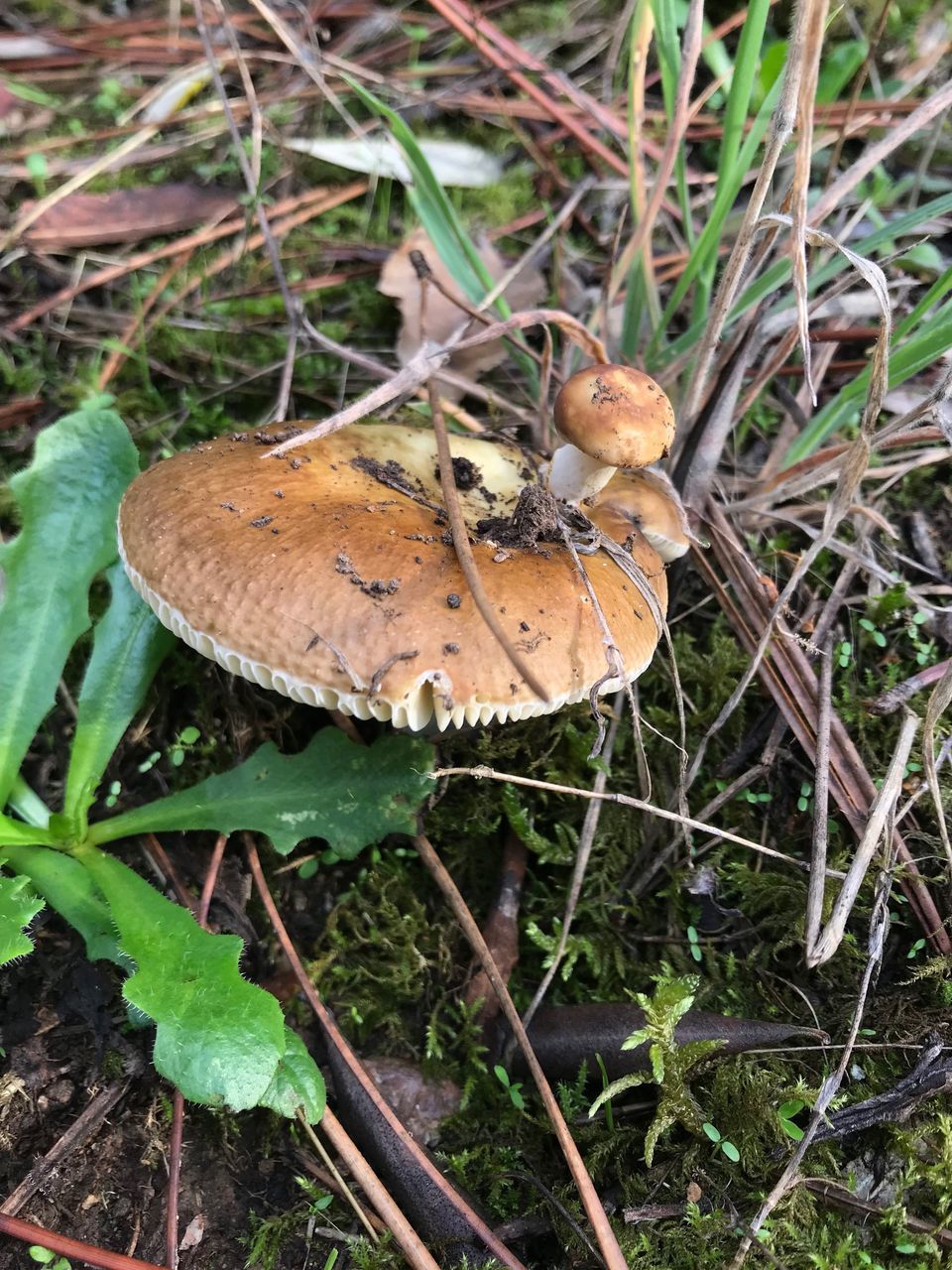 HIGH ANGLE VIEW OF MUSHROOMS ON FIELD