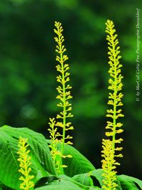 Close-up of fern on green plant