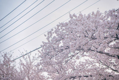 Low angle view of cherry blossoms against sky