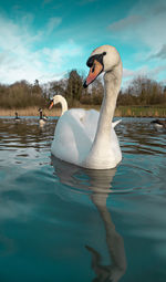 Mute swan swans pair low-level water side view macro animal background portrait