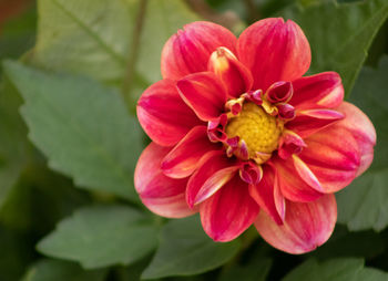Close-up of pink dahlia