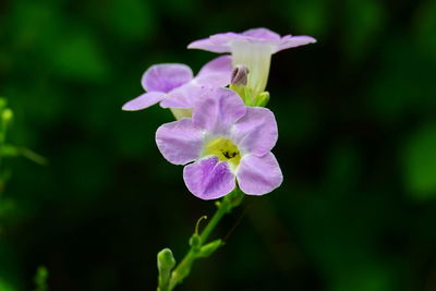 Close-up of purple flowering plant