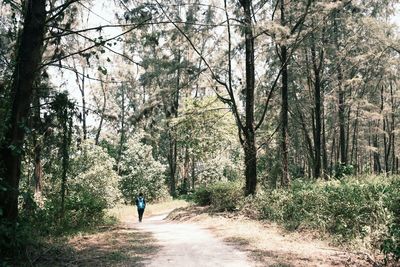 Rear view of people walking on footpath in forest