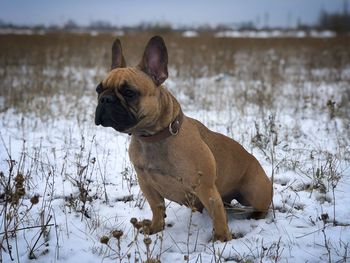 Dog looking away on snow covered land