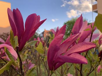 Close-up of pink flowering plant against sky