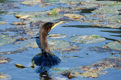 Duck swimming in lake