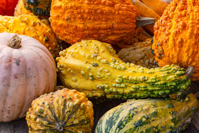 Pumpkin at a farmers market for baking, cooking and decorating in autumn