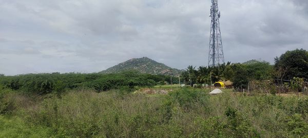 Plants growing on land against sky