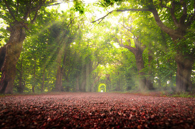 Surface level of road amidst trees in forest